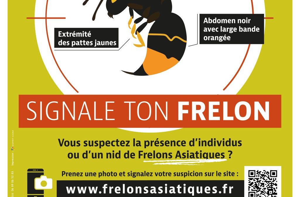 Frelon asiatique